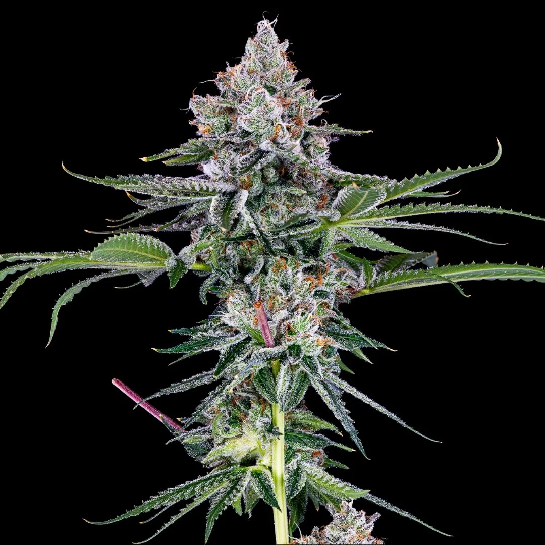 Phinest Cap City Kush — Phinest Cannabis